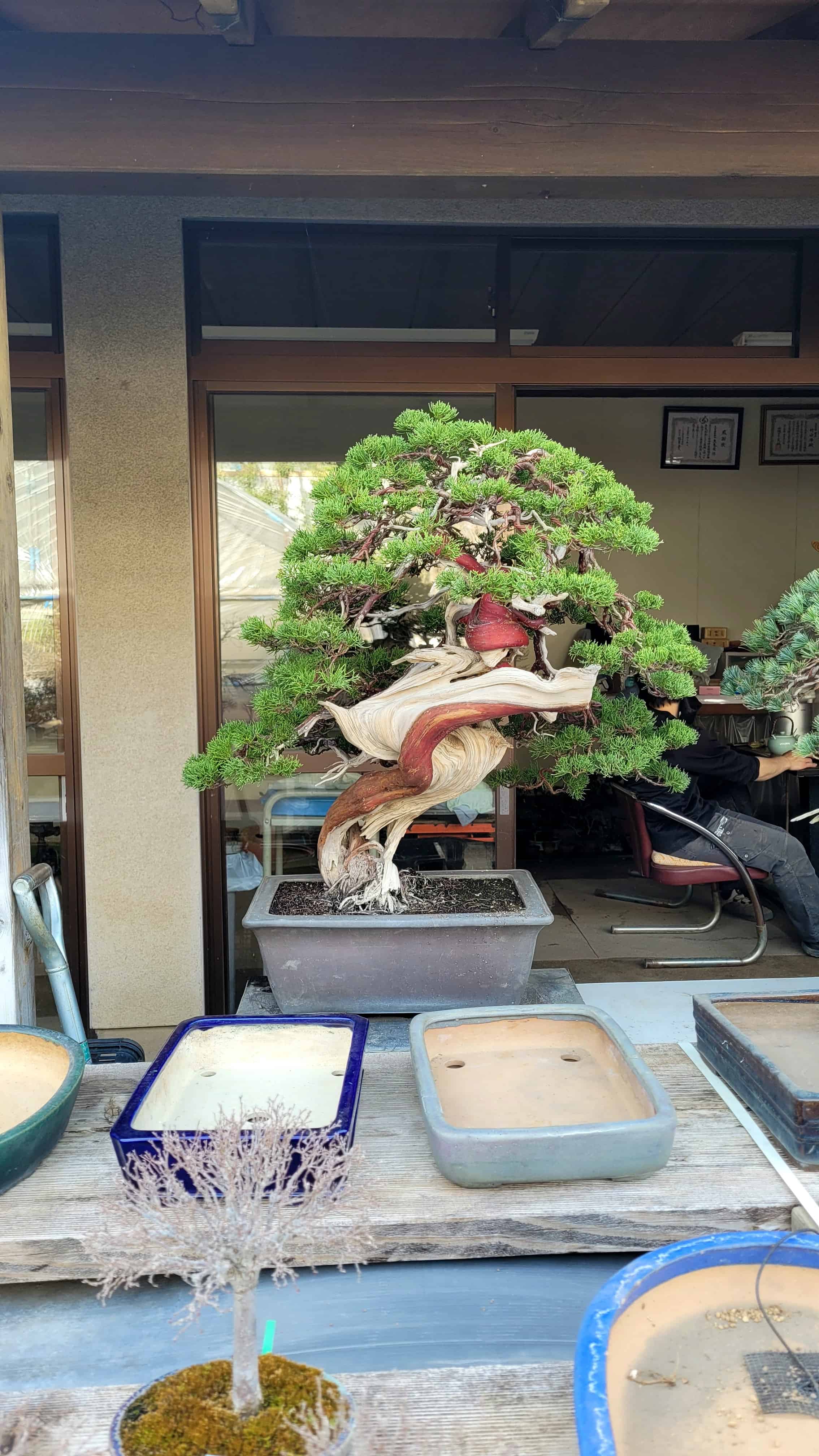 A juniper bonsai tree from omiya in Japan